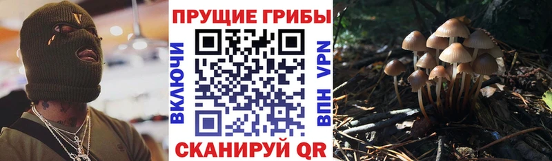 даркнет официальный сайт где купить наркотик Карачаевск Галлюциногенные грибы мицелий